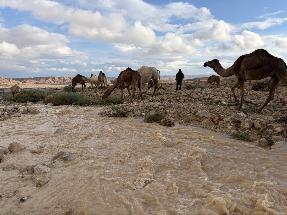 עמיר בן-דוד Amir Ben-David🎗️ tweet media