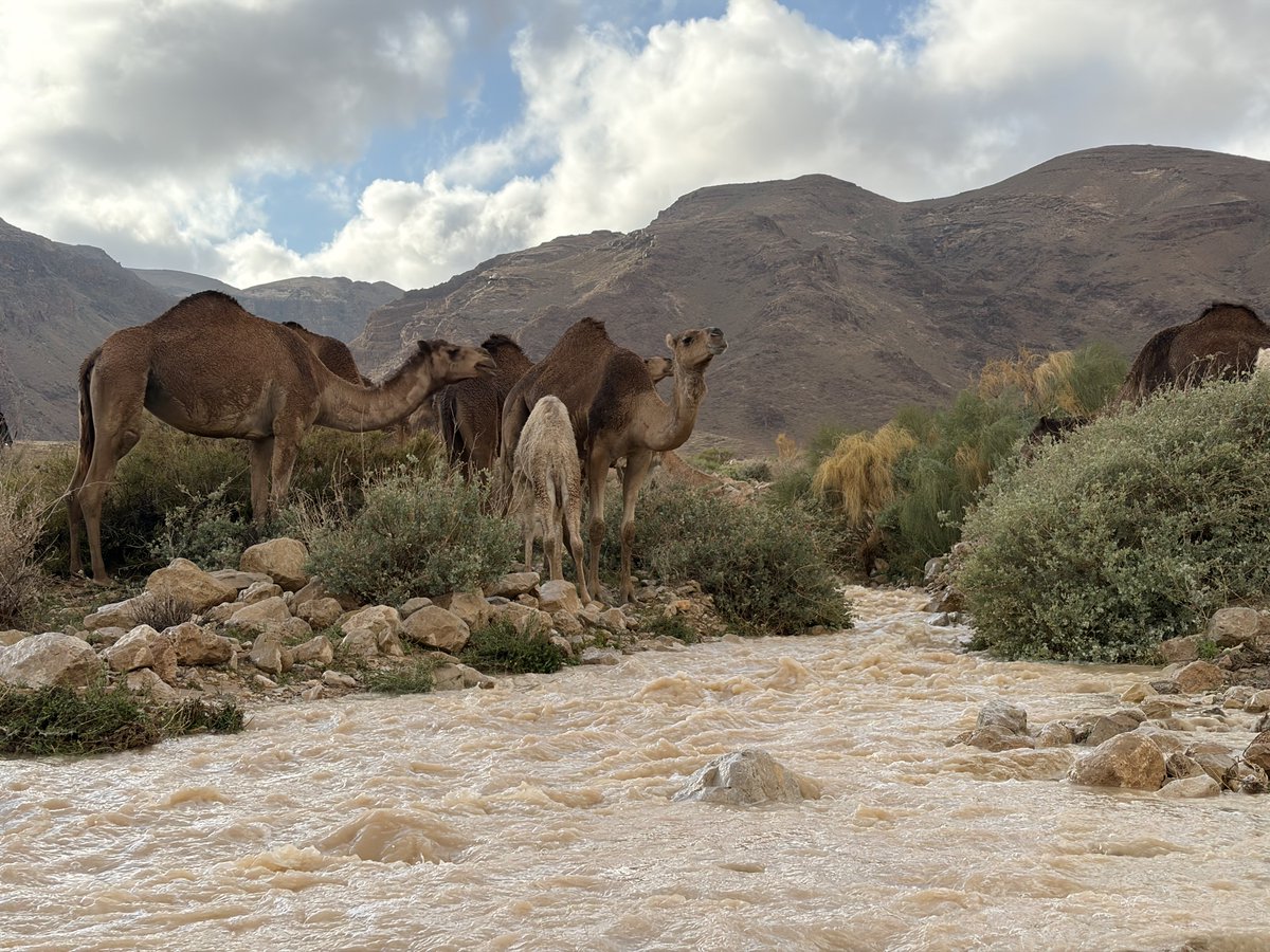עמיר בן-דוד Amir Ben-David🎗️ tweet media