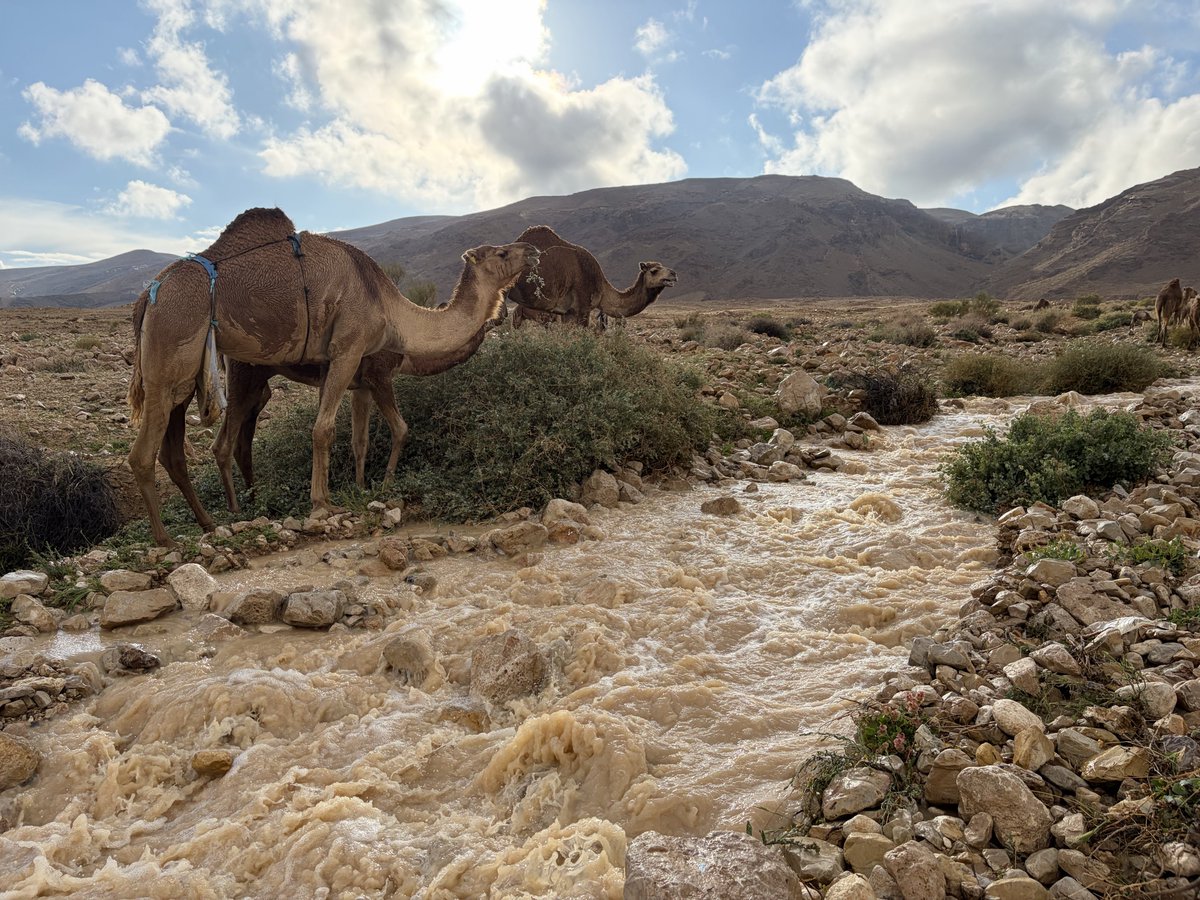 עמיר בן-דוד Amir Ben-David🎗️ tweet media