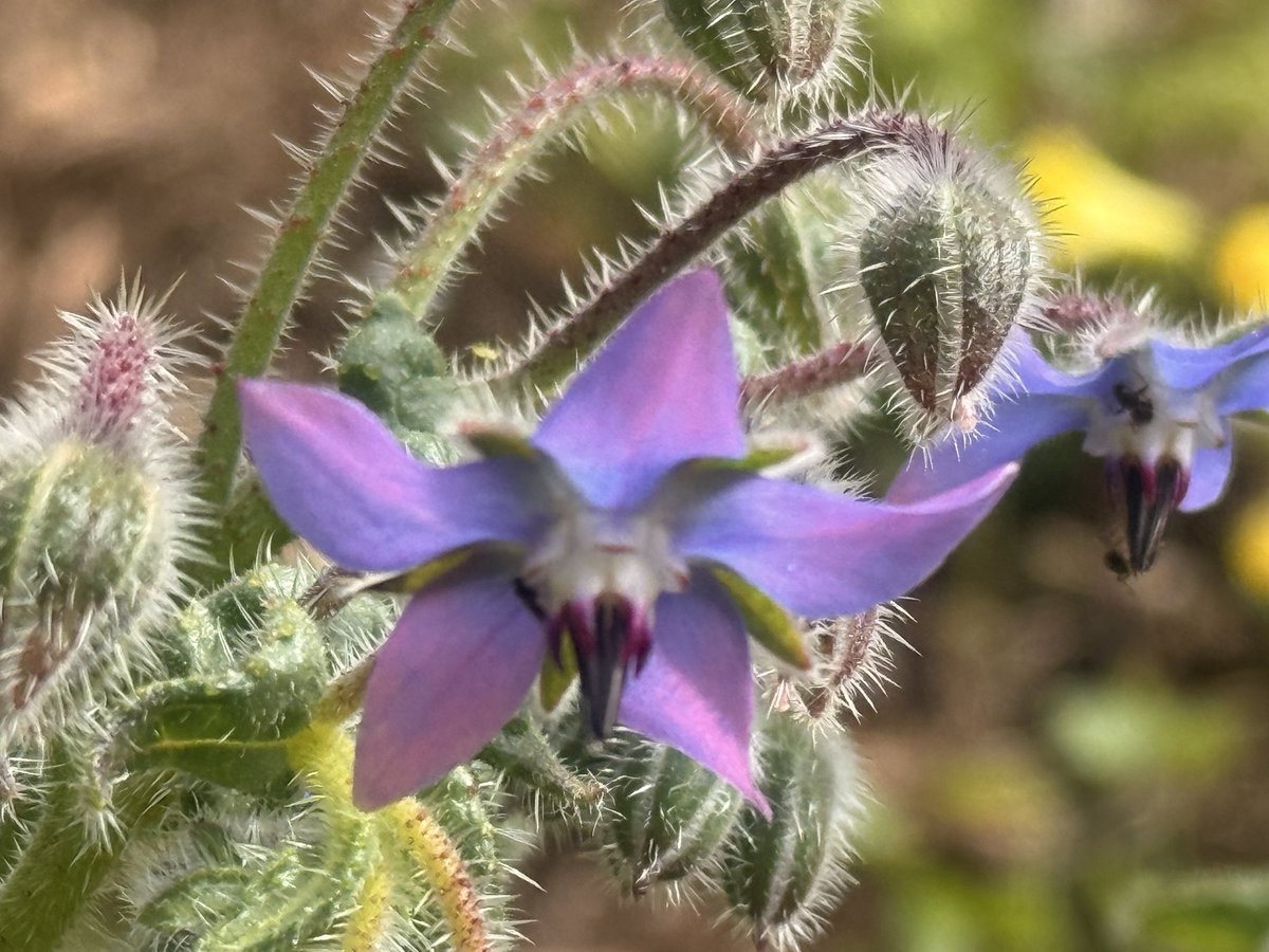 amalia garcia souto tweet media