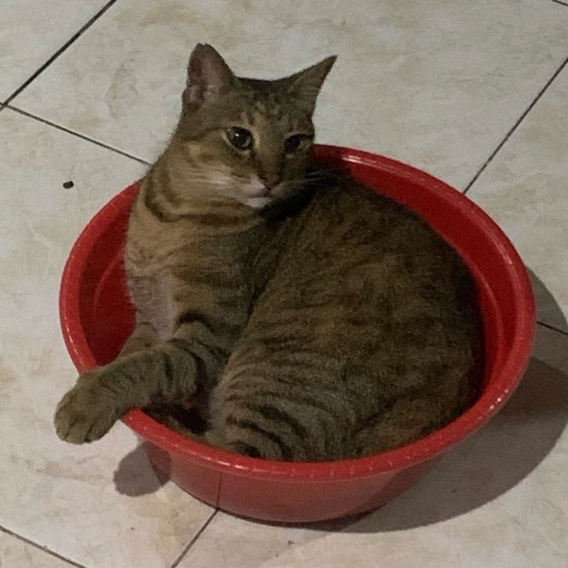 oden 🍢 tweet media