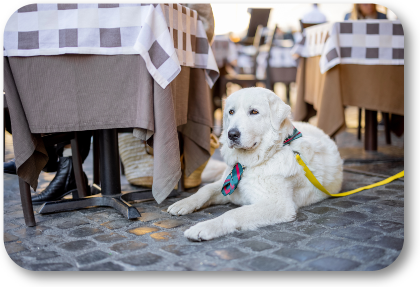 NoGaDogTraining's tweet image. How Can I Train My Dog to Stay Calm While Dining Out? You must practice “going out to eat” with your dog. #dogtraining #dogtrainer #dogtrainingnearme #homedogtraining #obediencetraining northgeorgiadogtraining.com/my-dog-to-stay…