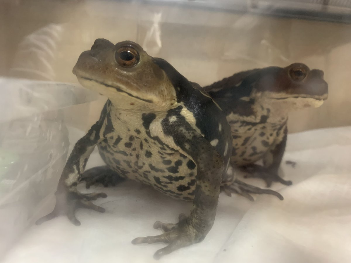 わか👁⛄️ばぶぅ tweet media