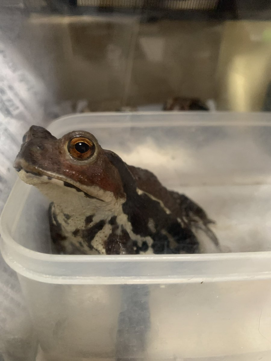 わか👁⛄️ばぶぅ tweet media