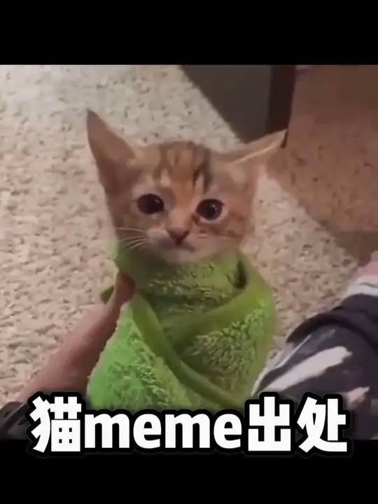 wim van hoorn tweet media