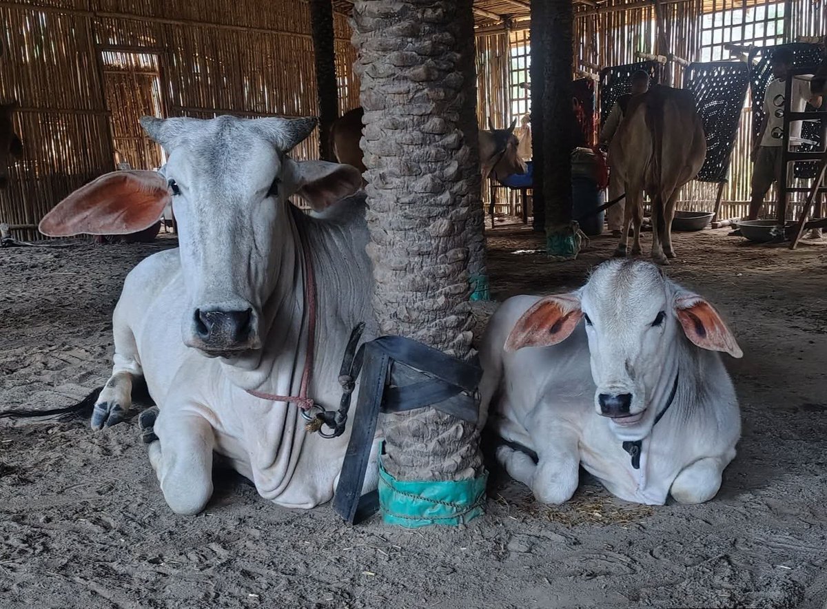 दोनों बछिया बहनें भैरवी और तारणि अभी दुहती नहीं किन्तु घर का चूल्हा जलाने में योगदान करती हैं!

जिनके घर में उपलब्ध है गोबर...
उन्हें एलपीजी की क्या है फिकर...