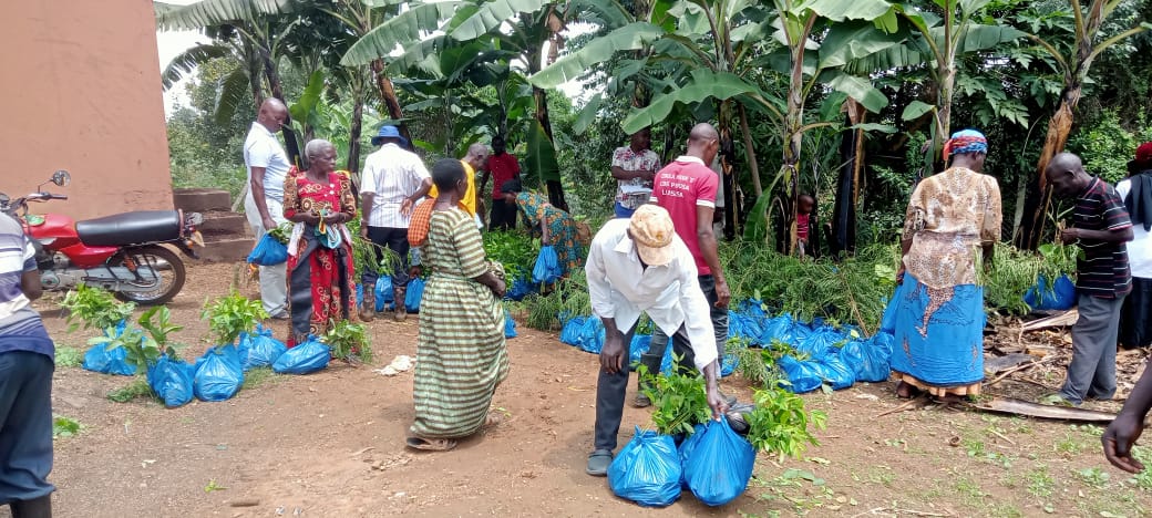 SolidaridadECA's tweet photo. We handed over pre-financed tree seedlings to coffee farmers in Kalungu under our #ClimateHeroes project. By integrating trees, farmers restore soils, boost yields &amp; earn from carbon markets. Climate action is now income, resilience &amp; dignity for 54,000 farmers across UG &amp; KE. https://t.co/oqdUPH0LcG