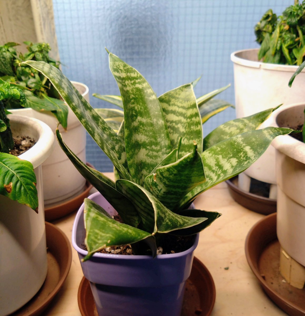 ソロ花活 tweet media