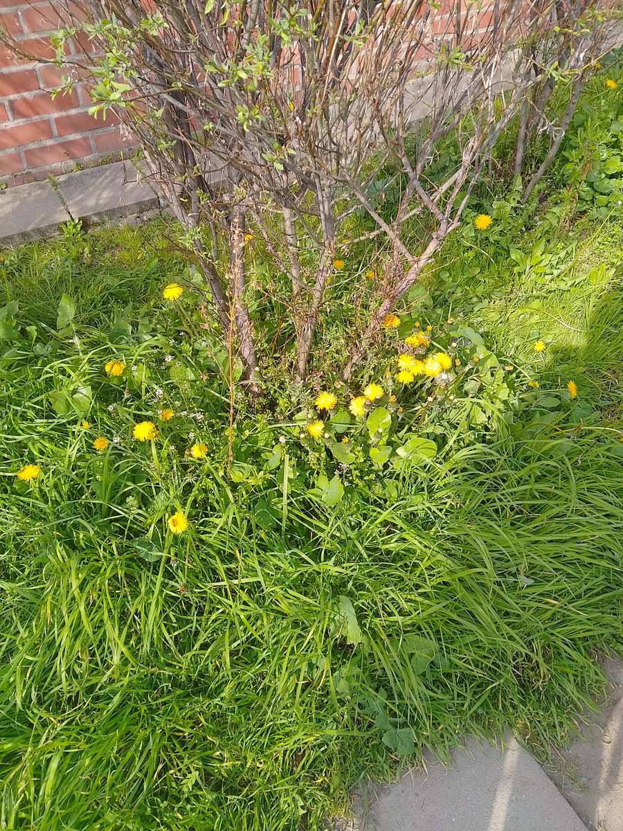 mozzarella 🌸 (C0MMS OPEN) tweet media