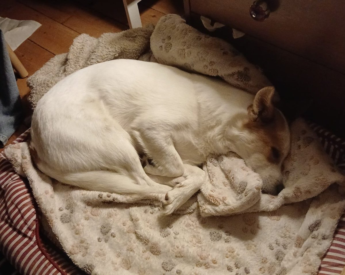 mozzarella 🌸 (C0MMS OPEN) tweet media