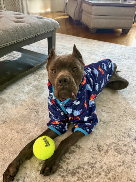 Pound Hounds ResQ tweet media