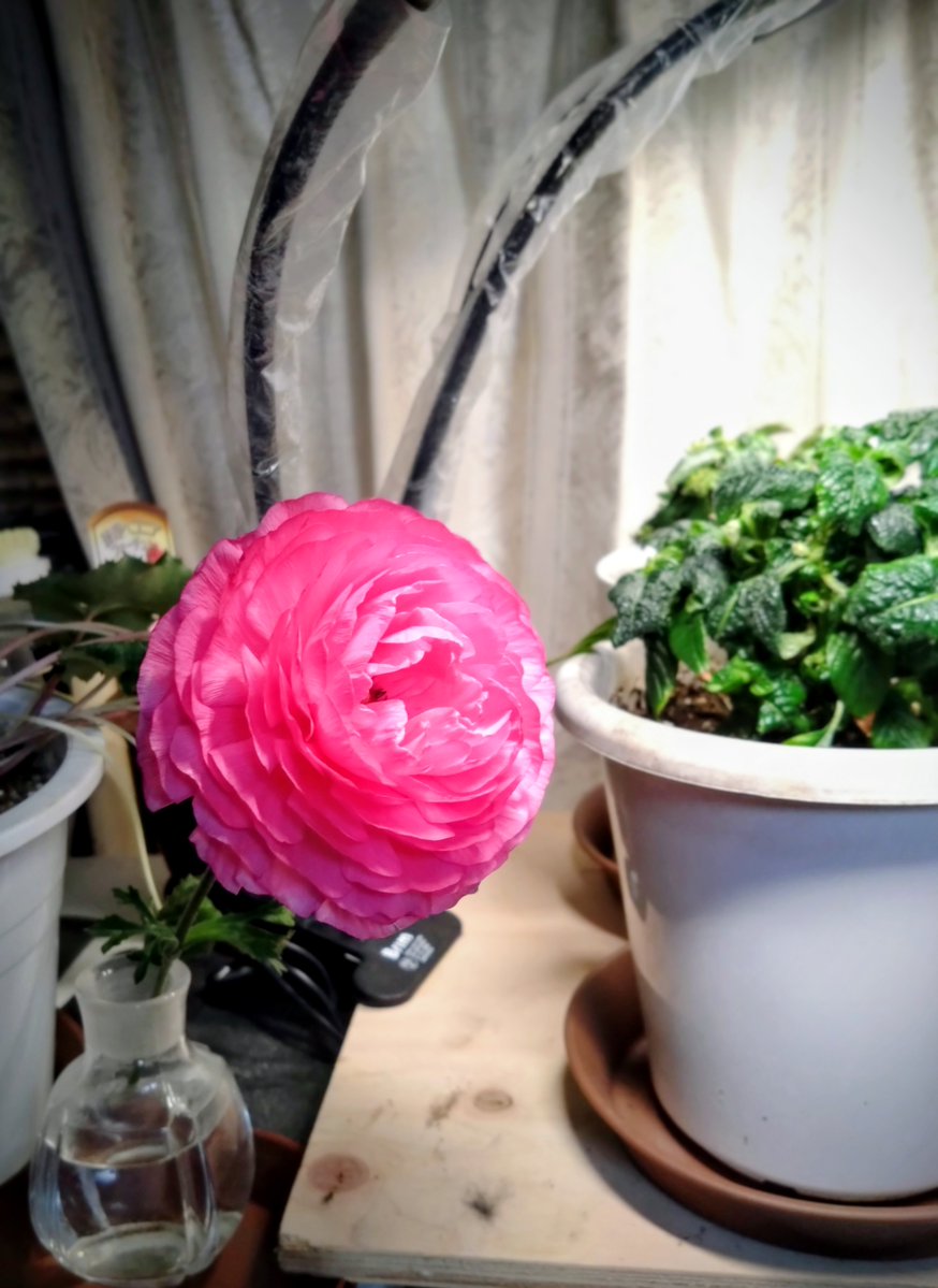 ソロ花活 tweet media