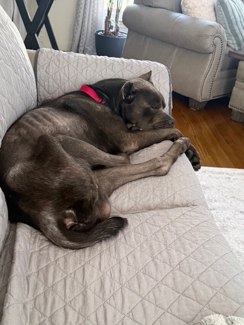 Pound Hounds ResQ tweet media