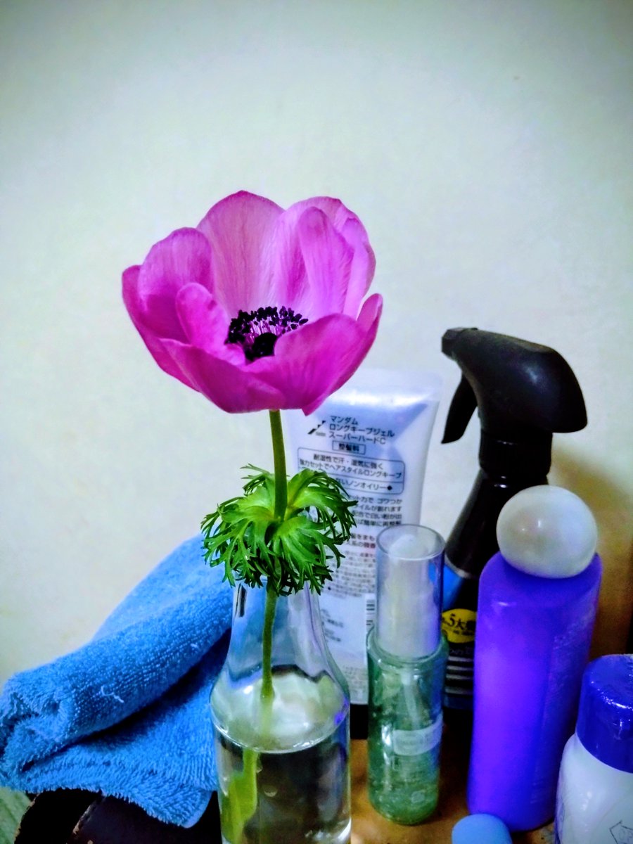 ソロ花活 tweet media