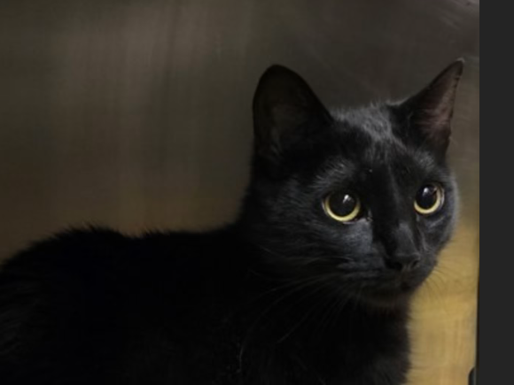 Hollywood Dogs tweet media