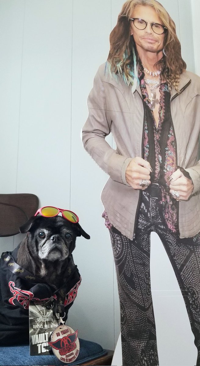 MisterPemberto1's tweet image. HBD to the DEMON of Screamin' 🎤🎸 🎂 @IamStevenT @Aerosmith #Aerosmith #puglife #pugs #pugsoftwitter #dogsoftwitter #dogsofx #tripawd #seniordogs #seniorpugs #mainedogs