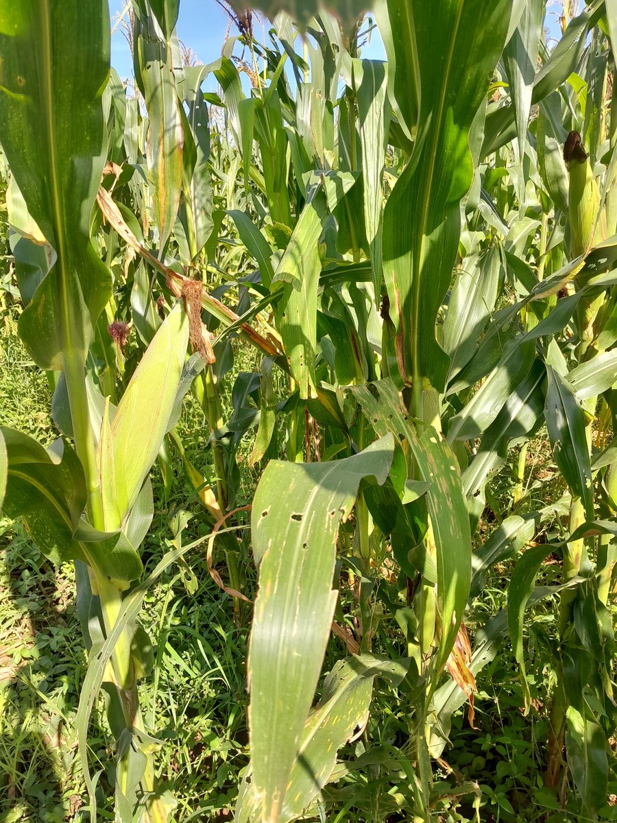 Samwel Wekesa tweet media