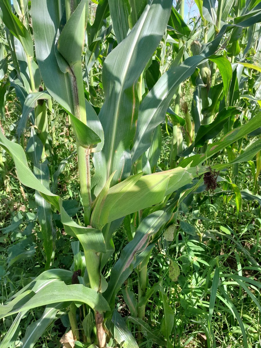 Samwel Wekesa tweet media