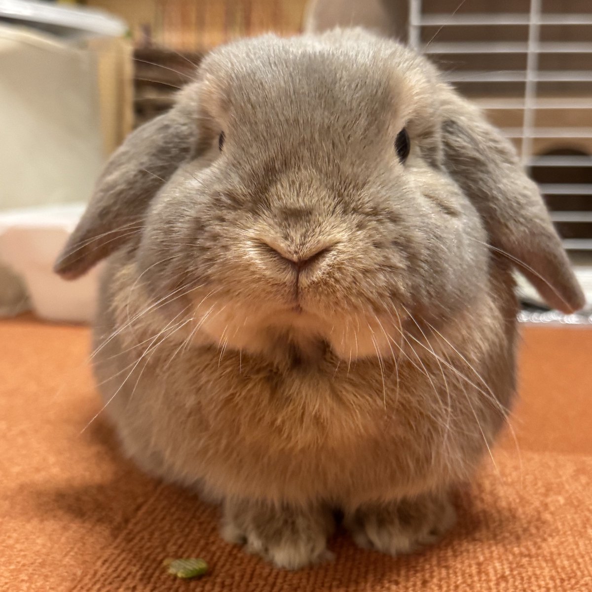 おいしいプリン tweet media