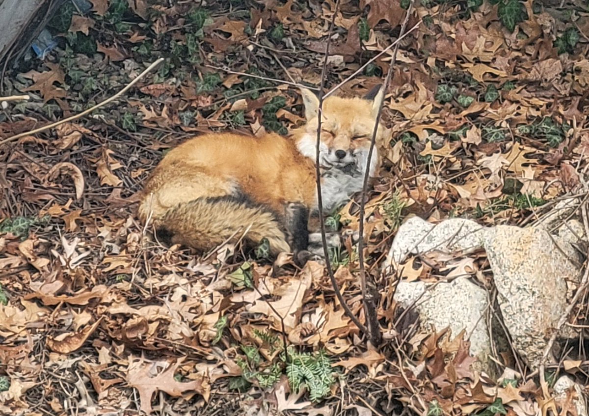 Caymus Pug tweet media