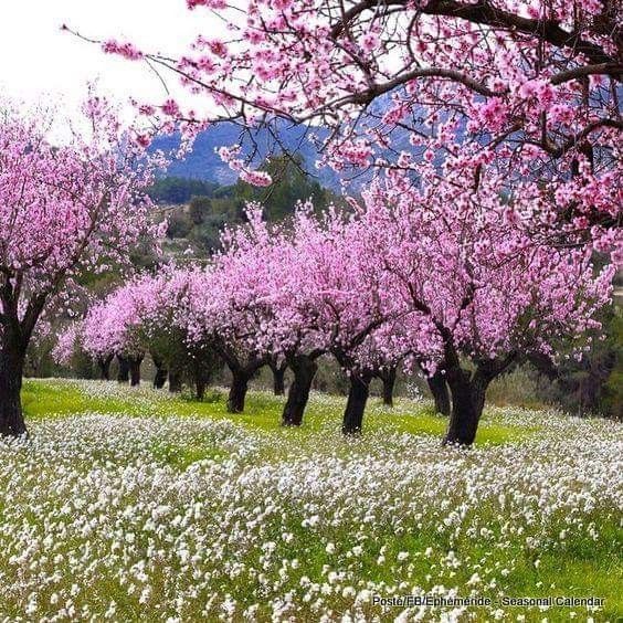 ❃ 𝐆𝖍𝖆𝖟𝖆𝖑𝖆𝖍 𝐒𝖆𝖉𝖆𝖋 ❃ tweet media