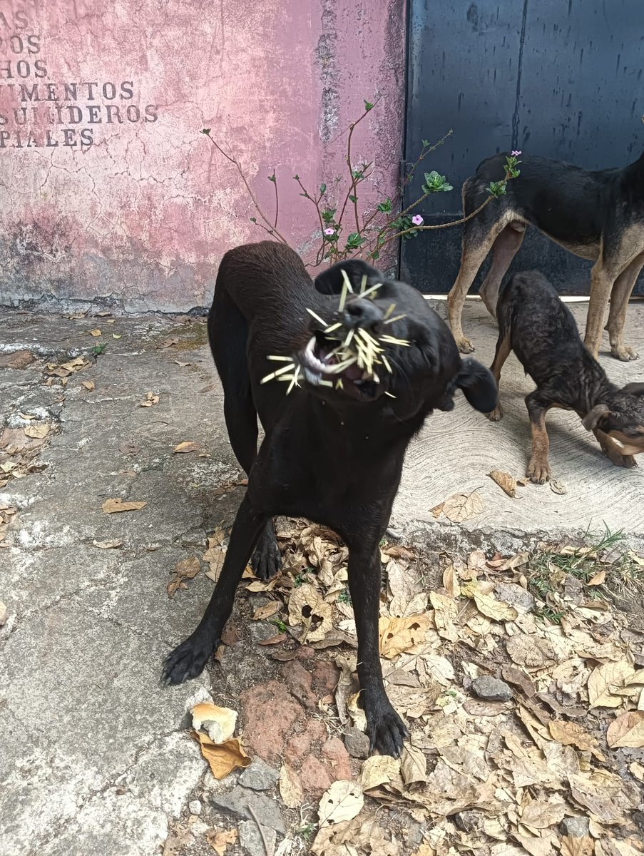 Ever35668265's tweet photo. AYUDA URGE 🆘
Talves puede compartir que en el Congo están estos perritos que quizas quisieron atacar un puercoespín y andan así, hay una que está peor que la de la foto y talves hay alguien aquí que conozca para ver cómo se les puede ayudar, que se comunique conmigo al 68336141 https://t.co/HTCEnjggSk
