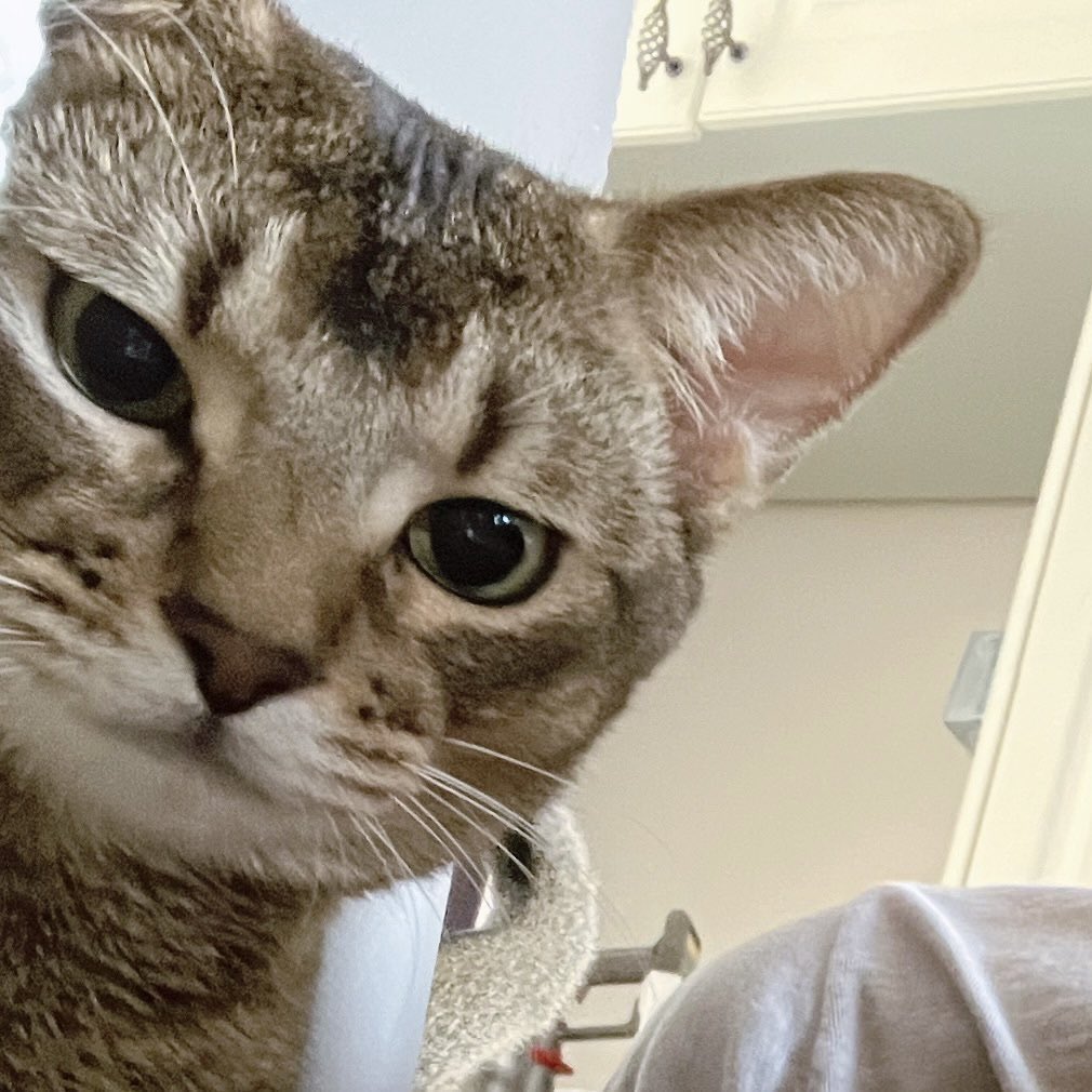 นกพิเวนล์ tweet media