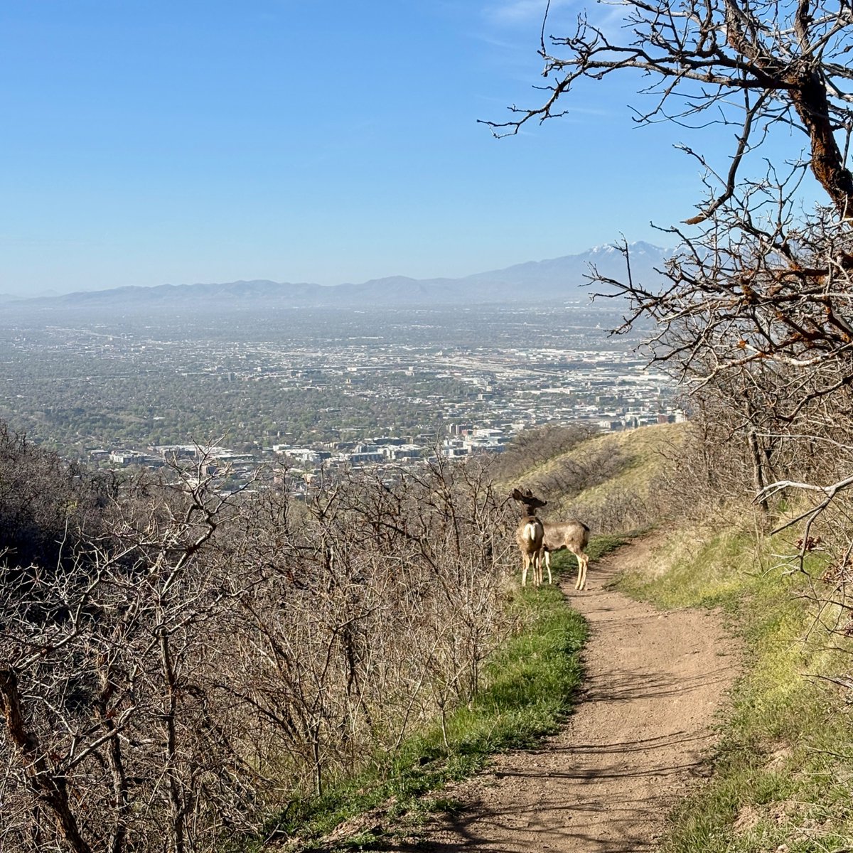 bikelakecity's tweet image. The traffic on my morning commute is getting really out of hand #slc