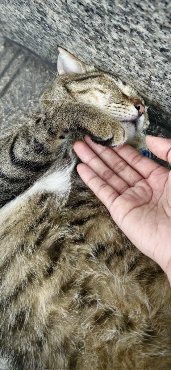 ✌(ᯫ᳐ ᑊ⩊ᑊ ᯫ᳐) 🌌🧩✨ tweet media