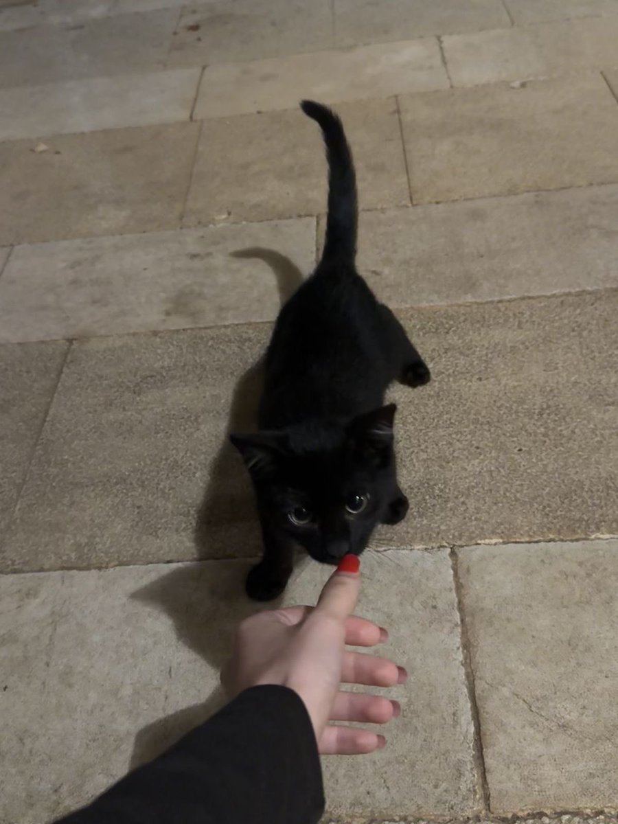 Black cats are not bad luck tweet media