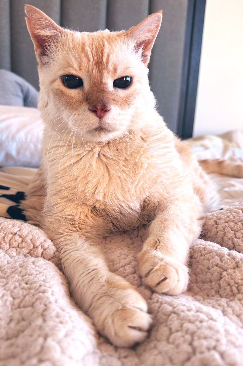 Tuffy the Cat tweet media