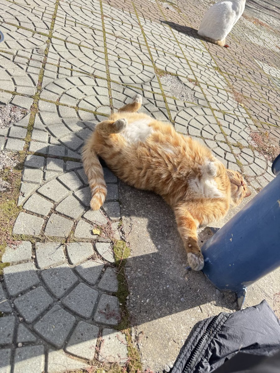 Moszkva Margera tweet media