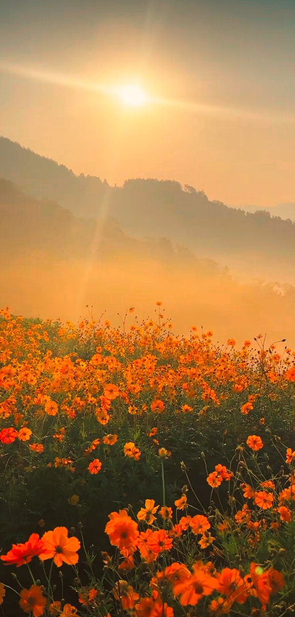 DENNY MARIOLA tweet media