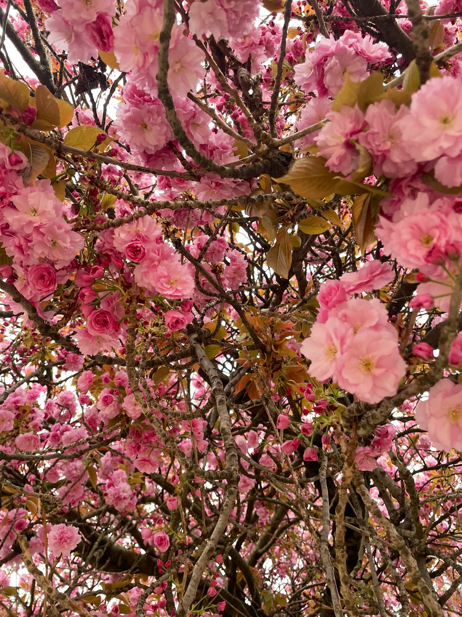 tea bag. 👻🐝 tweet media