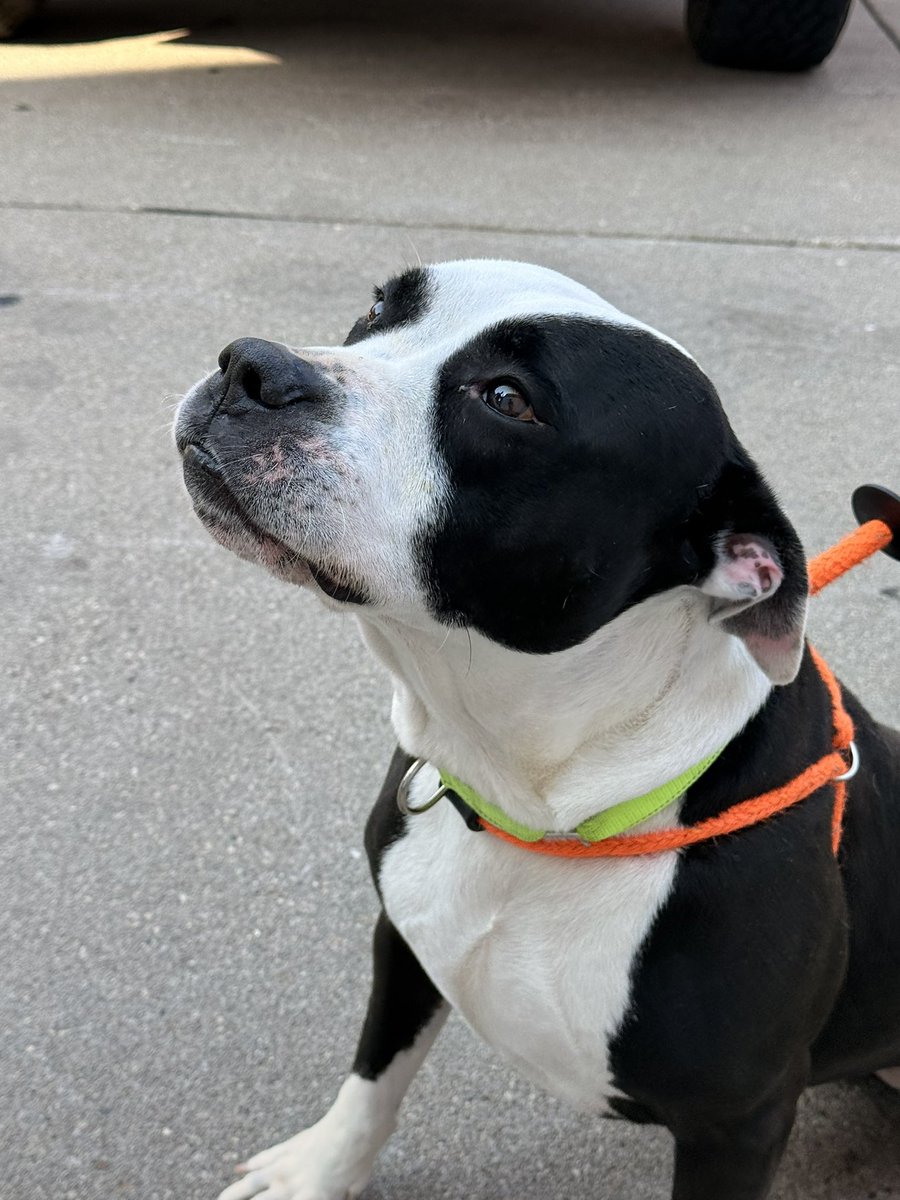 SPCA Cincinnati tweet media