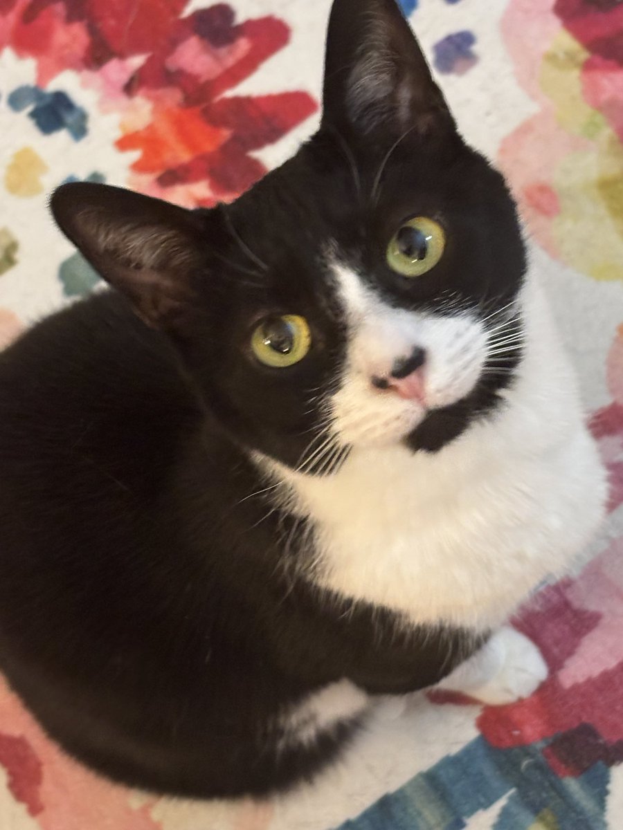 Sophie🐈 Molly🐈 & RIP Boo🐈 tweet media