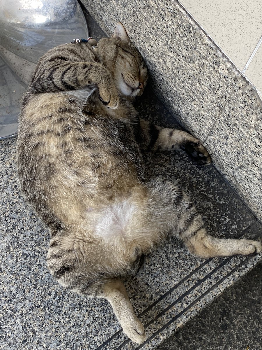 (ᓀ‸ᓂ) ૮₍ .◜◡◝₎ა tweet media