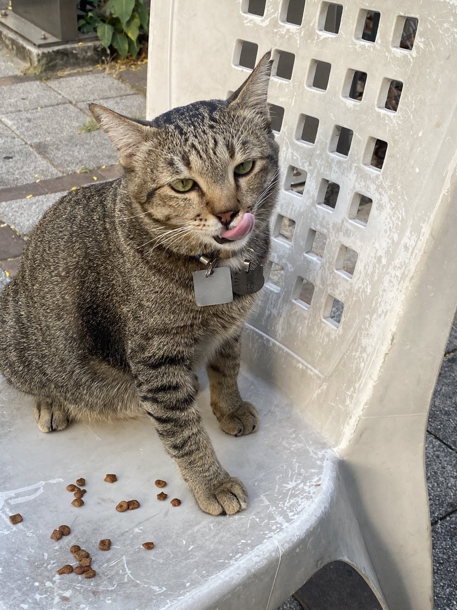 (ᓀ‸ᓂ) ૮₍ .◜◡◝₎ა tweet media