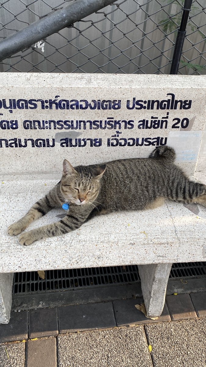 (ᓀ‸ᓂ) ૮₍ .◜◡◝₎ა tweet media