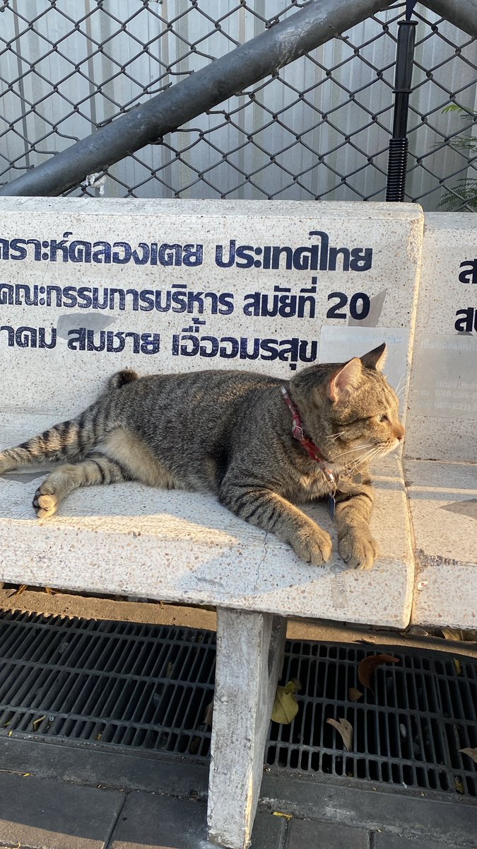 (ᓀ‸ᓂ) ૮₍ .◜◡◝₎ა tweet media