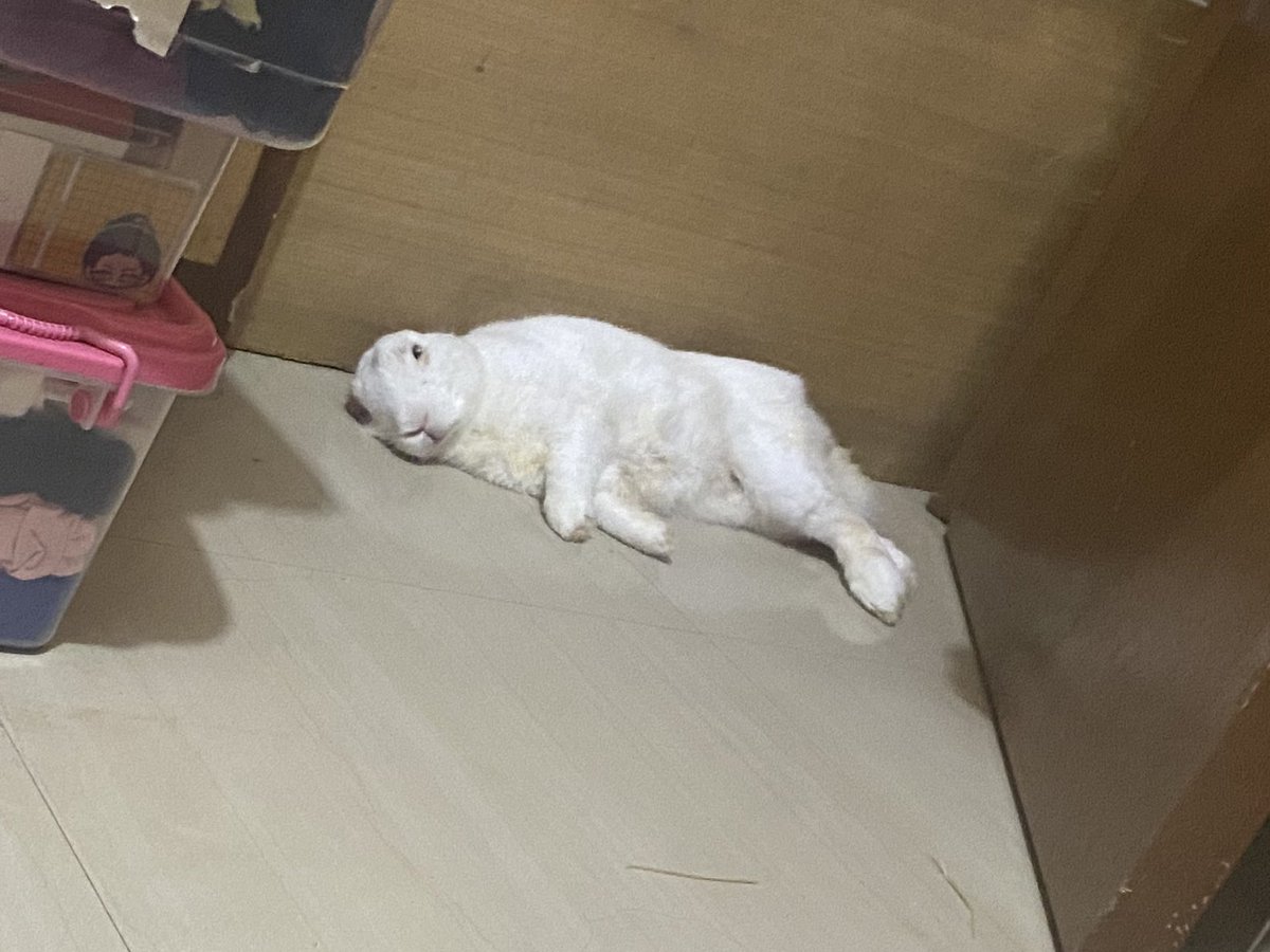 miya twins sasambahin tweet media