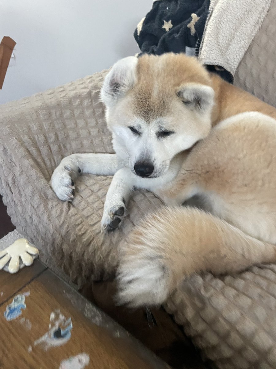 おしゃれぺんぎん tweet media