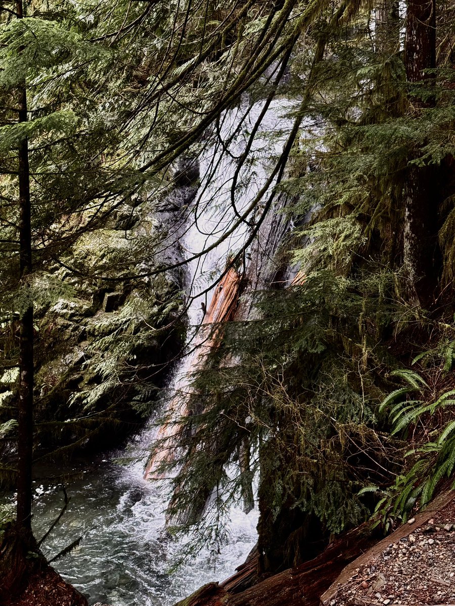 ˗ˏˋ basil ˎˊ˗ | vtuber 🍓🪽 tweet media