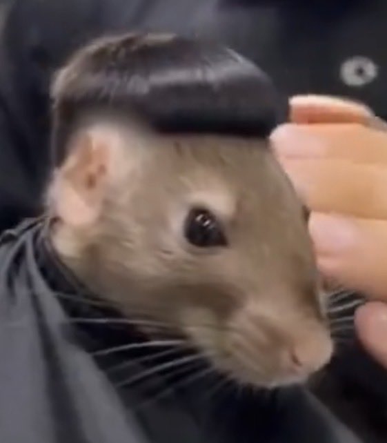 hAMburgerYiyenküçükBit tweet media