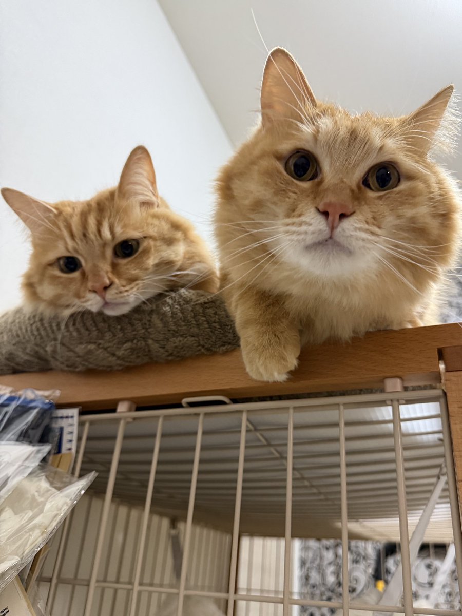 ほとぷぅとごうとけん(保護猫出身茶トラ兄弟猫・ねこ) tweet media