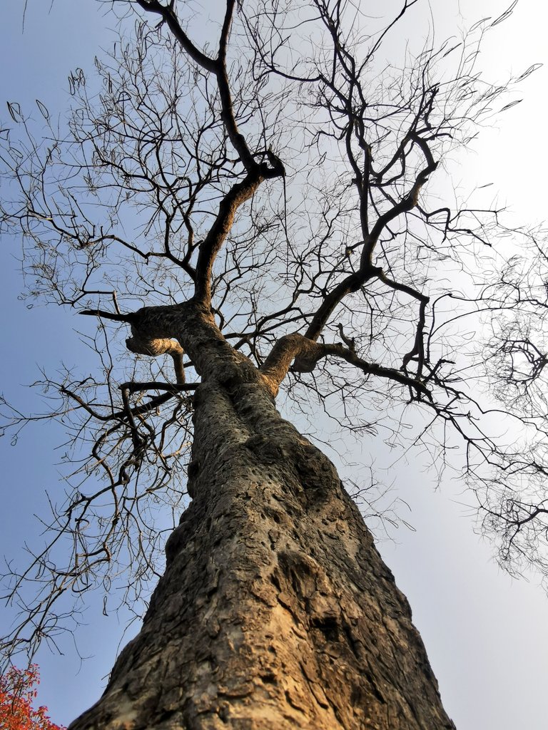 DelhiTrees tweet media