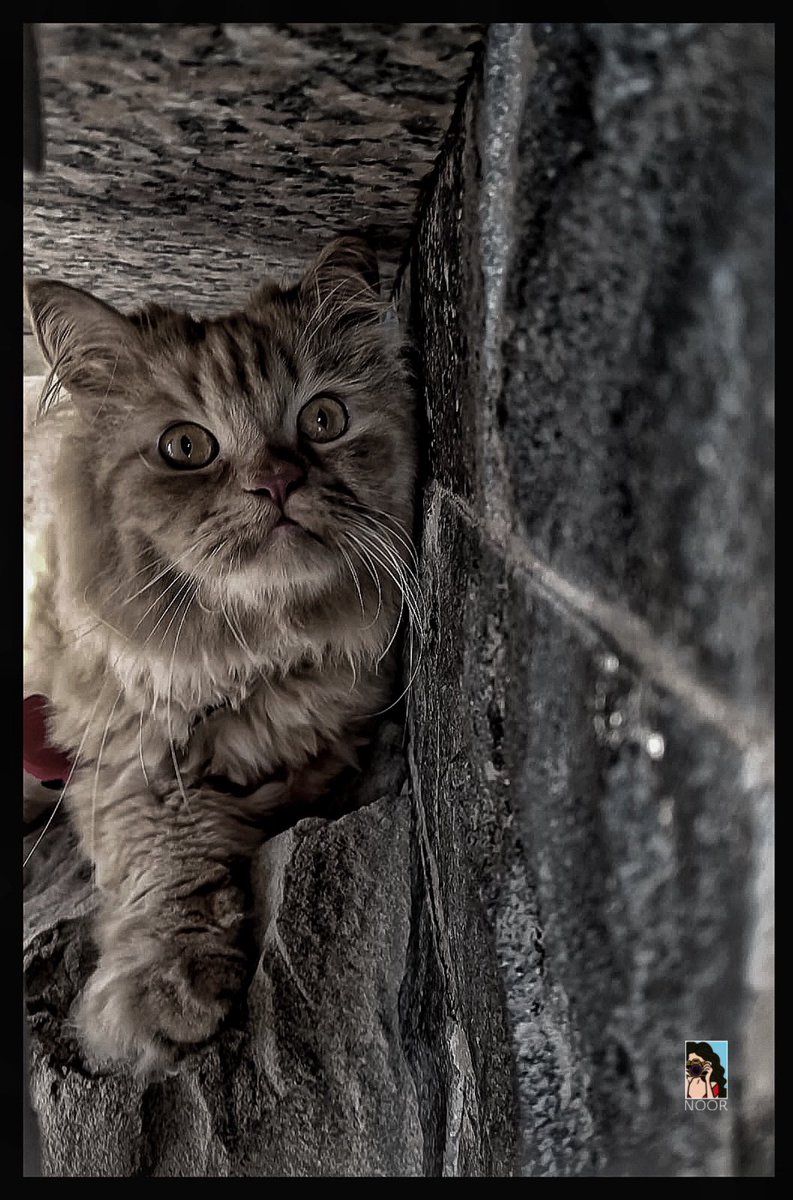 NOOR 𓂆 tweet media