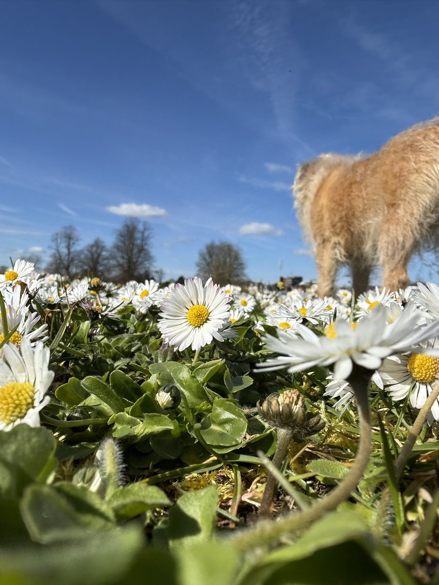 Lord Duncan Pickles tweet media