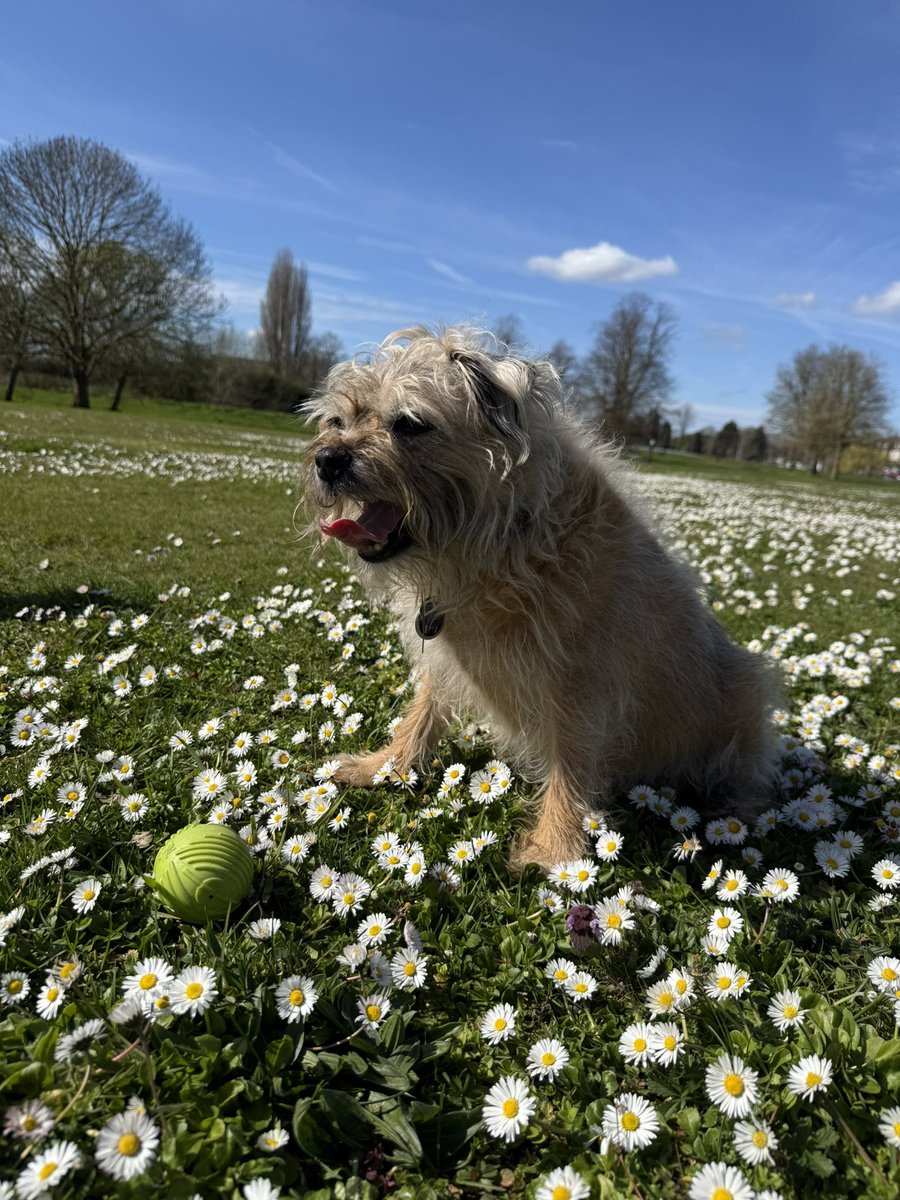 Lord Duncan Pickles tweet media