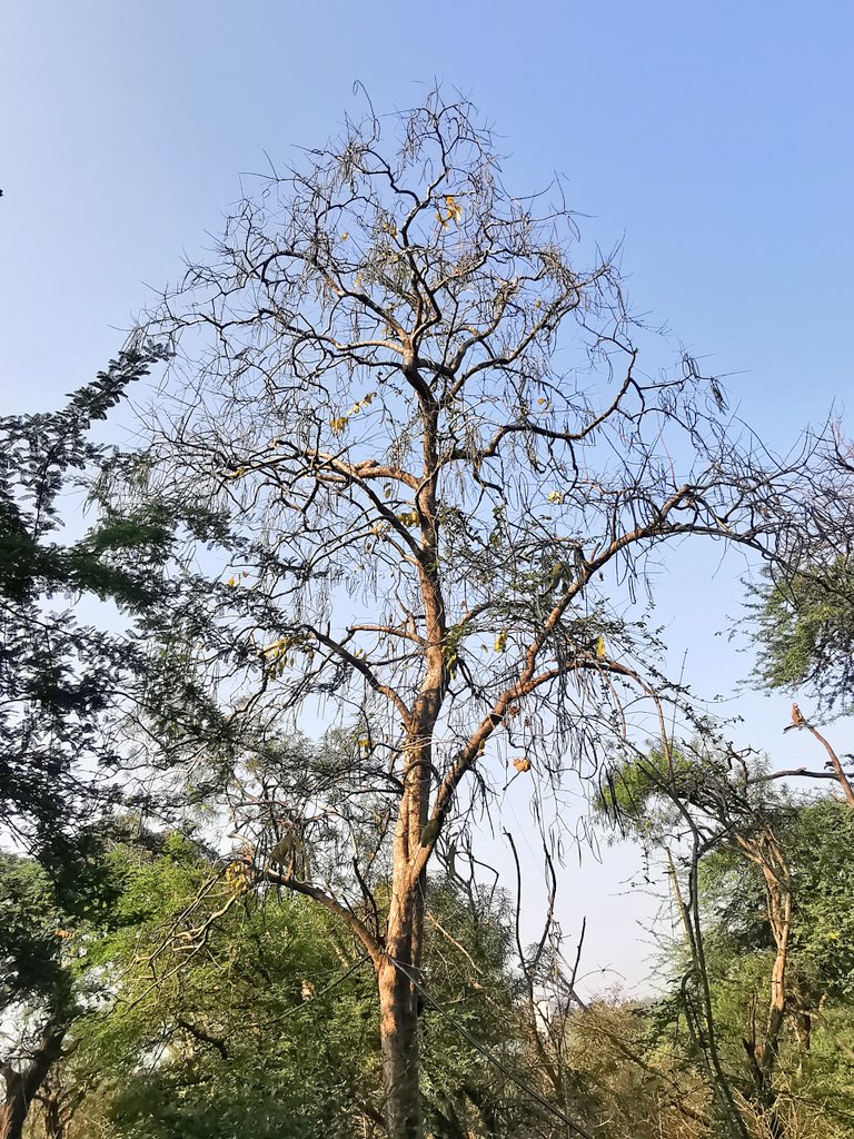 DelhiTrees tweet media